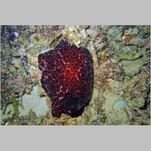 Aur-108-Pleurobranchus Grandis.jpg